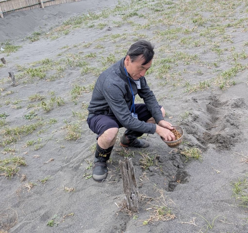 mito_m_kickoff's tweet photo. ハマボウフウって何だか分かりますか！？そう、絶滅危惧種とも言われていますが、いま辻堂海岸にて再生するプロジェクトが進行中です。今日は種まきをしました！沢山育ちますように！　#ハマボウフウ　#辻堂海岸　#増田さん　#日本大学　#小島ゼミ　#コウボウムギ https://t.co/Kus4Iya41x