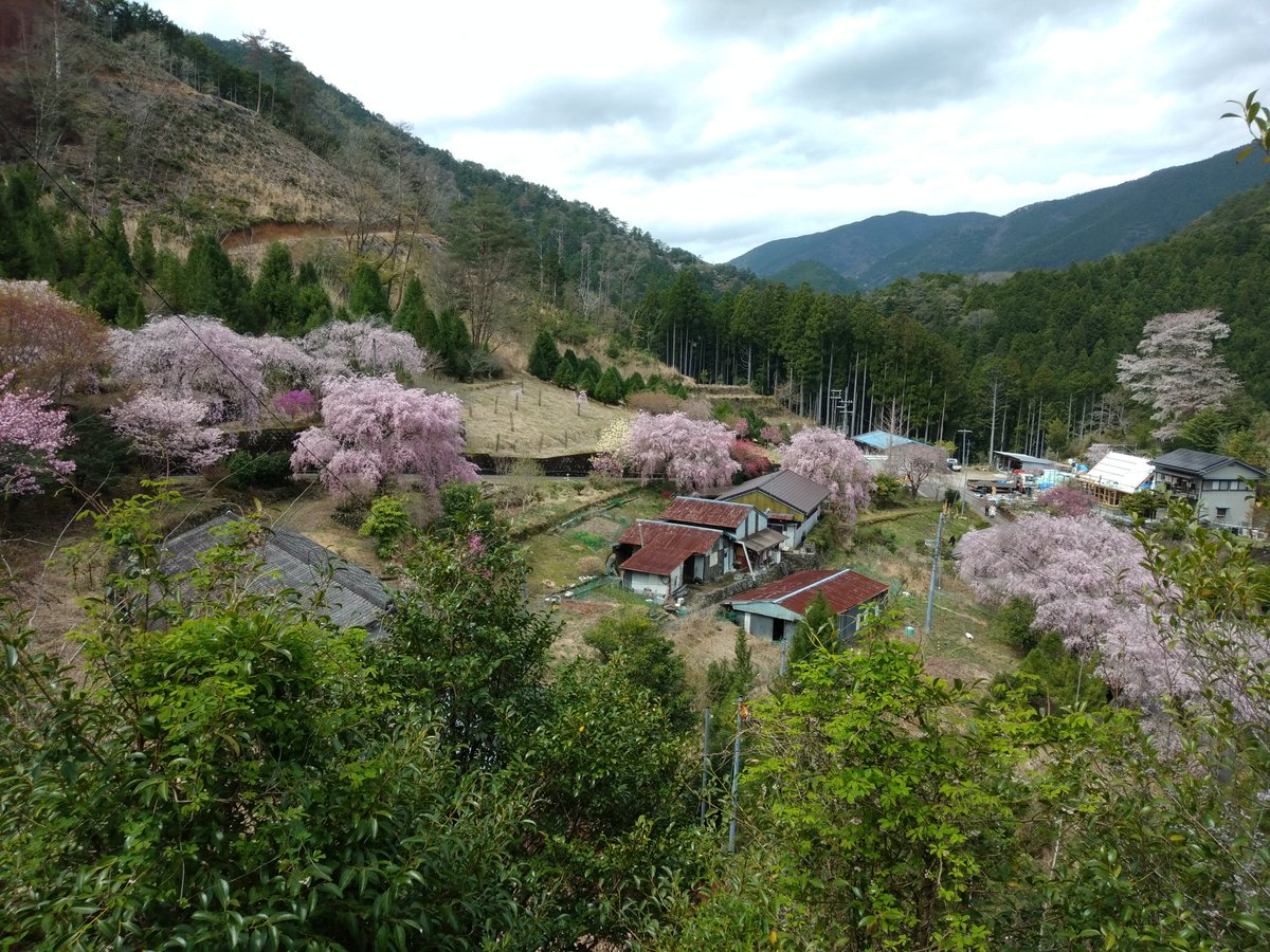 mehari_baasan's tweet photo. 十津川村上湯川市原の七朗桜🌸見頃じゃあよ〜🎵　しだれ桜の里
#十津川　#十津川村　#奈良　#奥大和　#十津川温泉郷　#十津川温泉　#十津川村観光協会　#世界遺産　#玉置神社　#谷瀬吊り橋　#熊野参詣道　#源泉かけ流し　#十津川村応援大使 https://t.co/LvKCeBPHGf