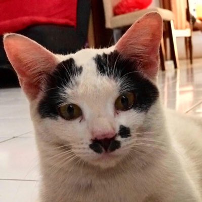 Kitanglucu88's tweet photo. #NewProfilePic https://t.co/HHAJbDbXyN