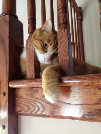 MADSTREKOZA🇺🇦🎭📷 tweet media