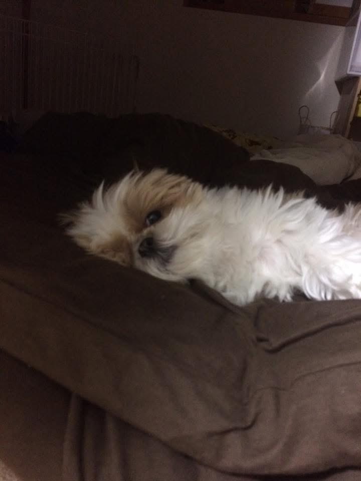 名犬おすし号＆名父さん tweet media