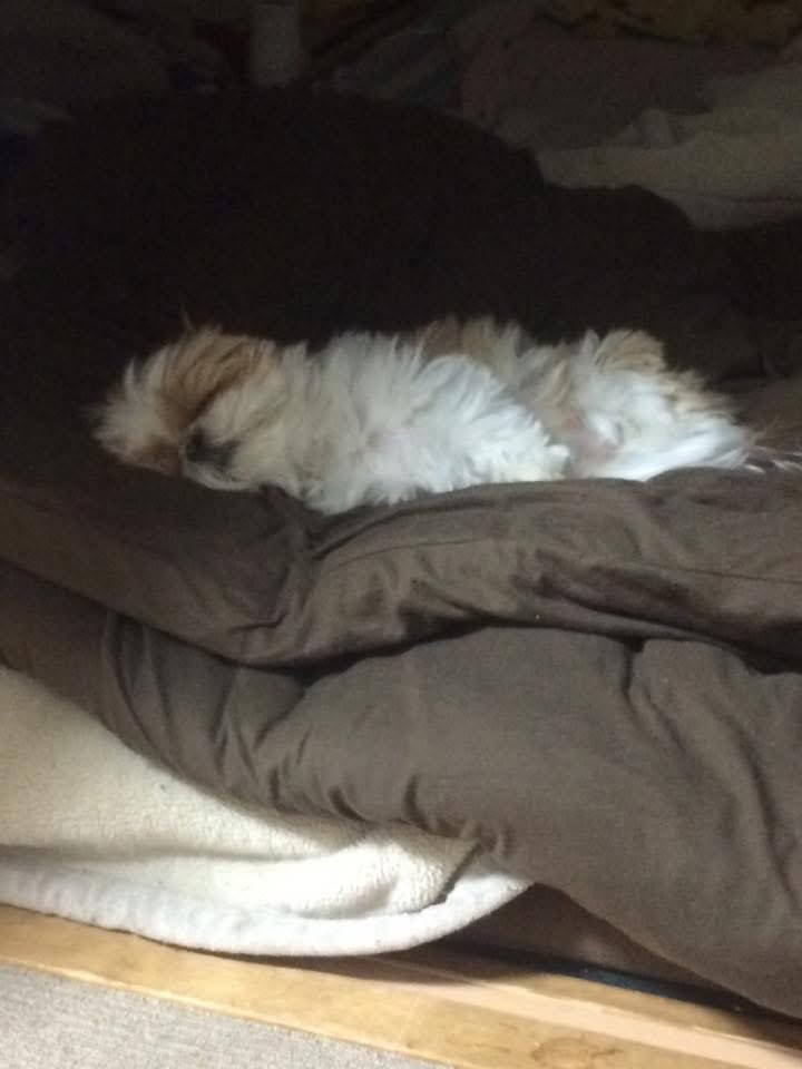 名犬おすし号＆名父さん tweet media