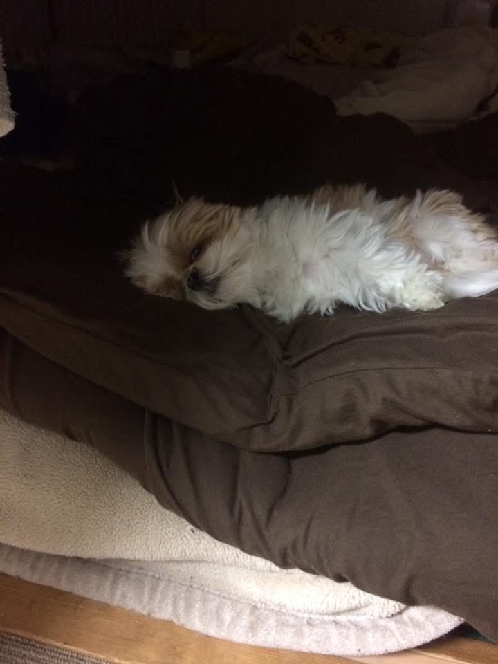 名犬おすし号＆名父さん tweet media