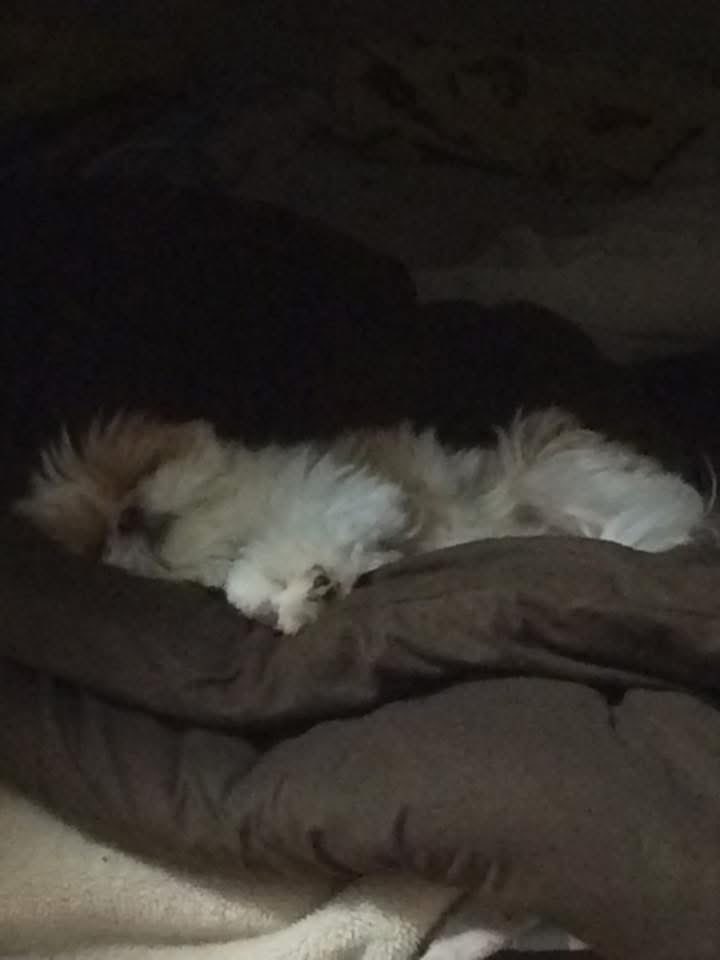 名犬おすし号＆名父さん tweet media