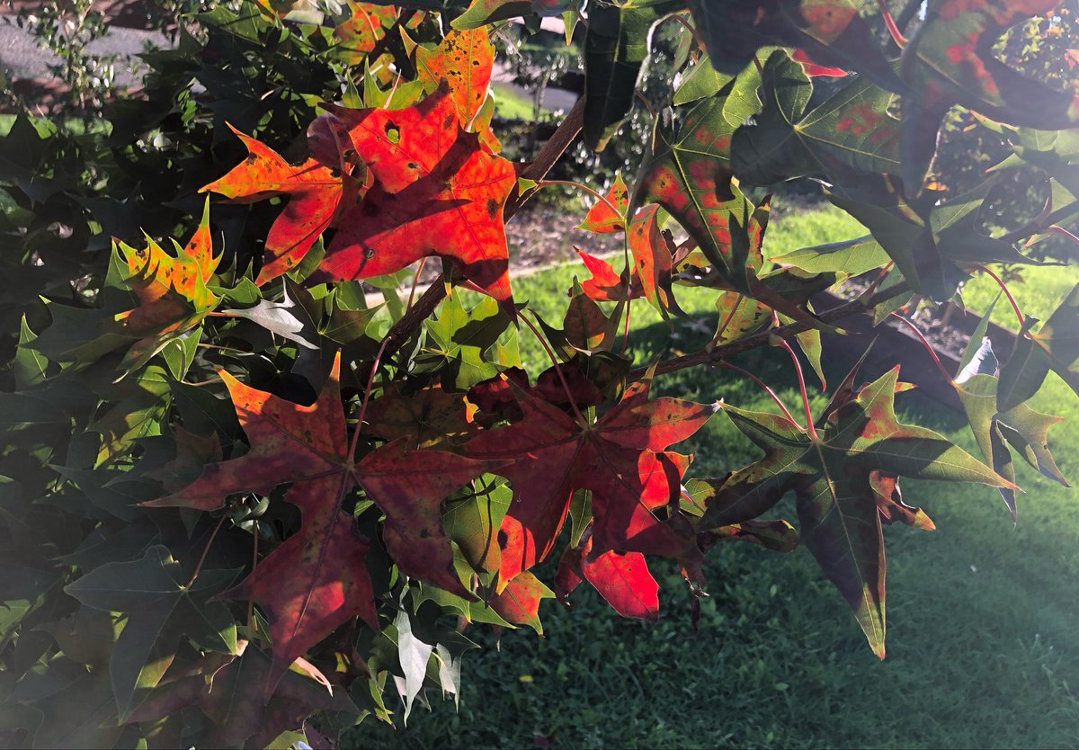 robynconnery1's tweet image. Good morning beautiful souls Happy Thursday! May your day be filled with sunshine, kind words and compassionate, peaceful thoughts as we embrace the present moment #gratitude #kindness #mindfulness #meditation #serenity
#autumn #rubysunset #yoga #asanas #pranayama