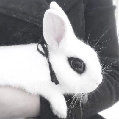 kaede 🐇 tweet media