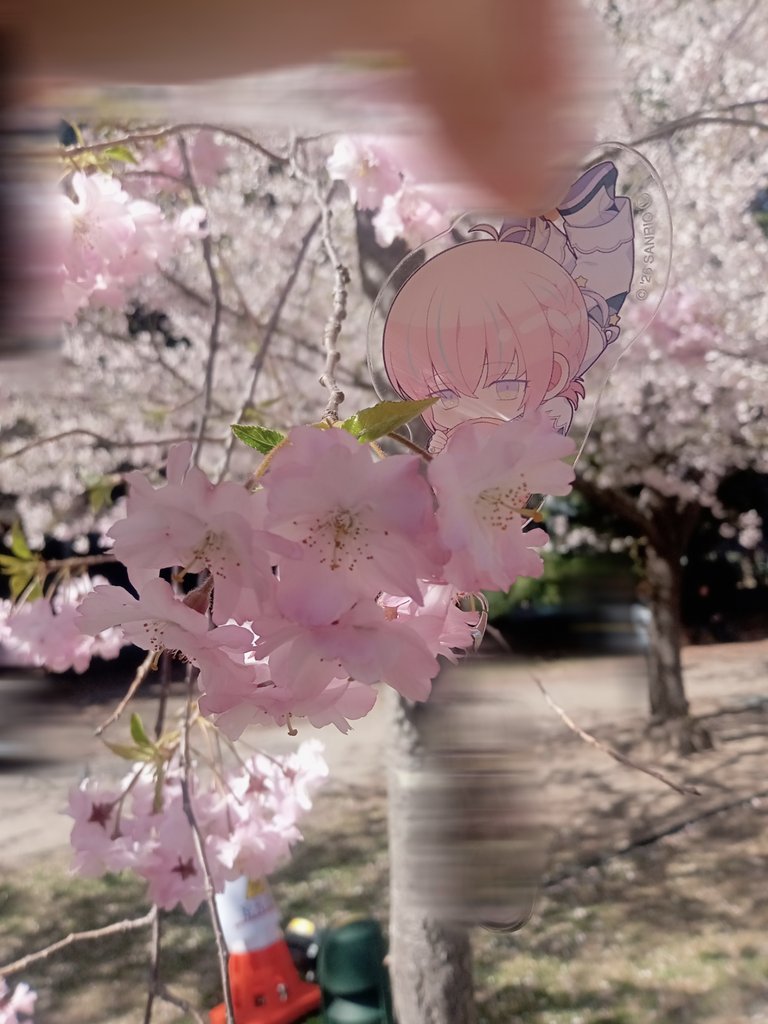 rtkr_kkrr25's tweet photo. 🌸🩷🩵 https://t.co/9ZB3NhORcp