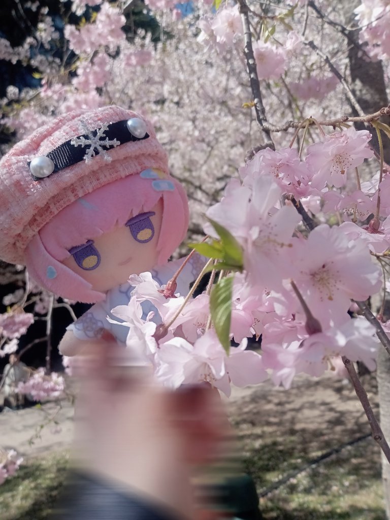 rtkr_kkrr25's tweet photo. 🌸🩷🩵 https://t.co/9ZB3NhORcp