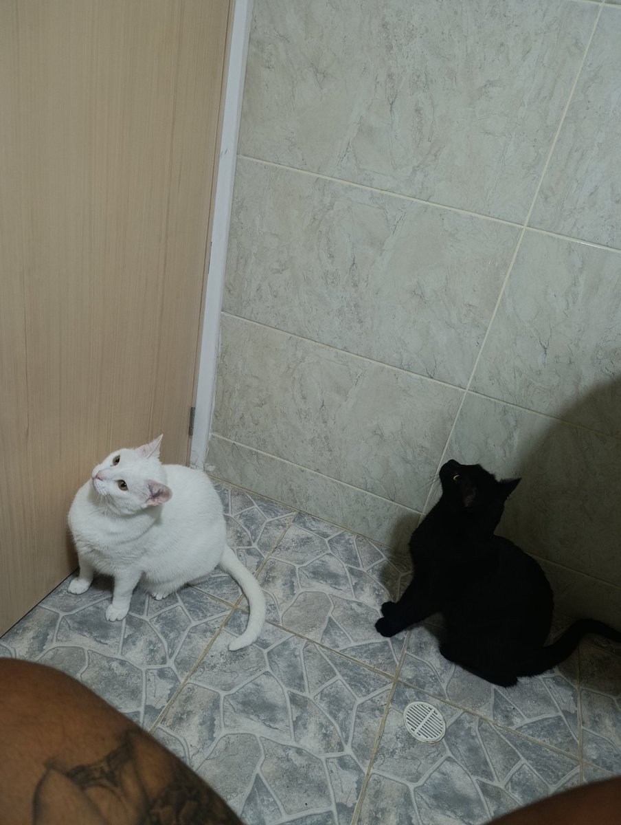 GRYFFINDOR tweet media