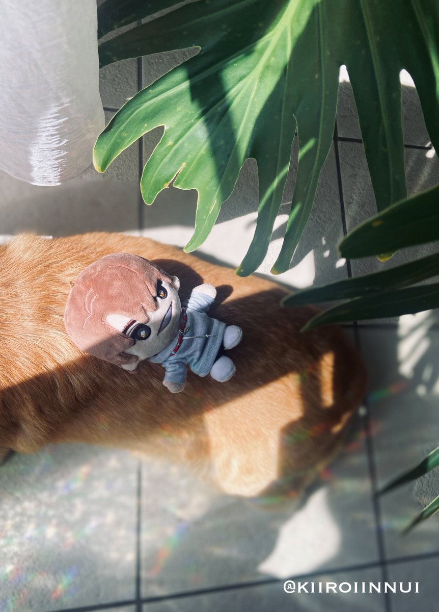 いぬなが tweet media