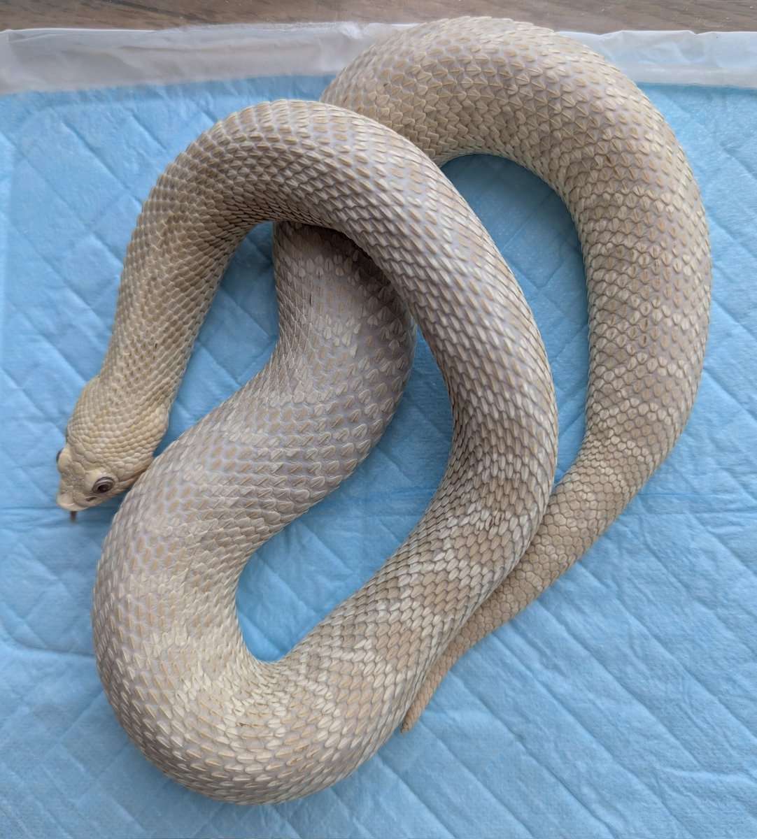 Seigon444's tweet image. 3年連続スラッグ娘🐍
かかってはおるかと！
今年こそは🙏
#snake
#hognose
#ヘビ
#爬虫類
#シシバナ