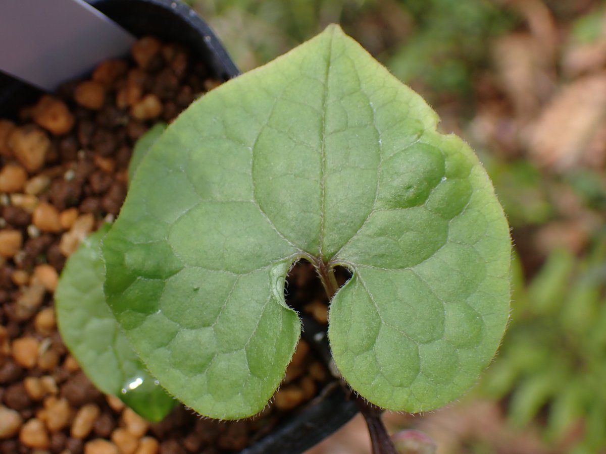 植物多様性センター(神代植物公園) tweet media