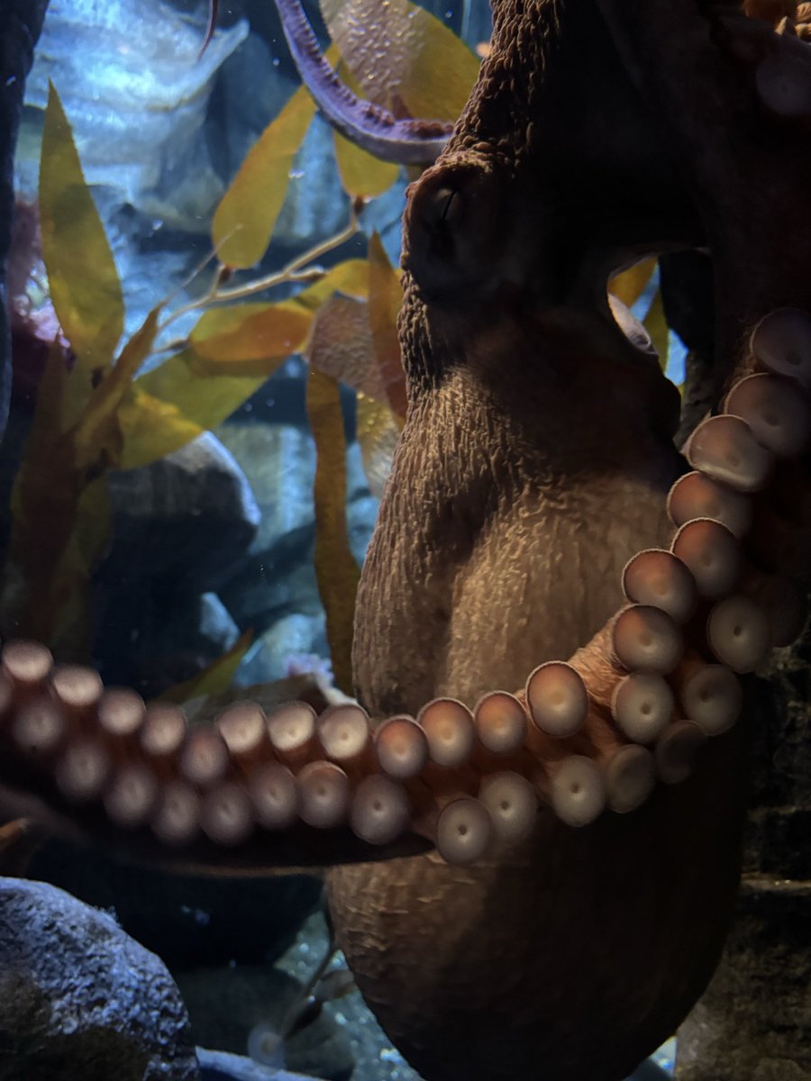 mallardedits's tweet photo. went to the zoo today and the octopus FINALLY revealed itself https://t.co/HIWDrMB8Cq