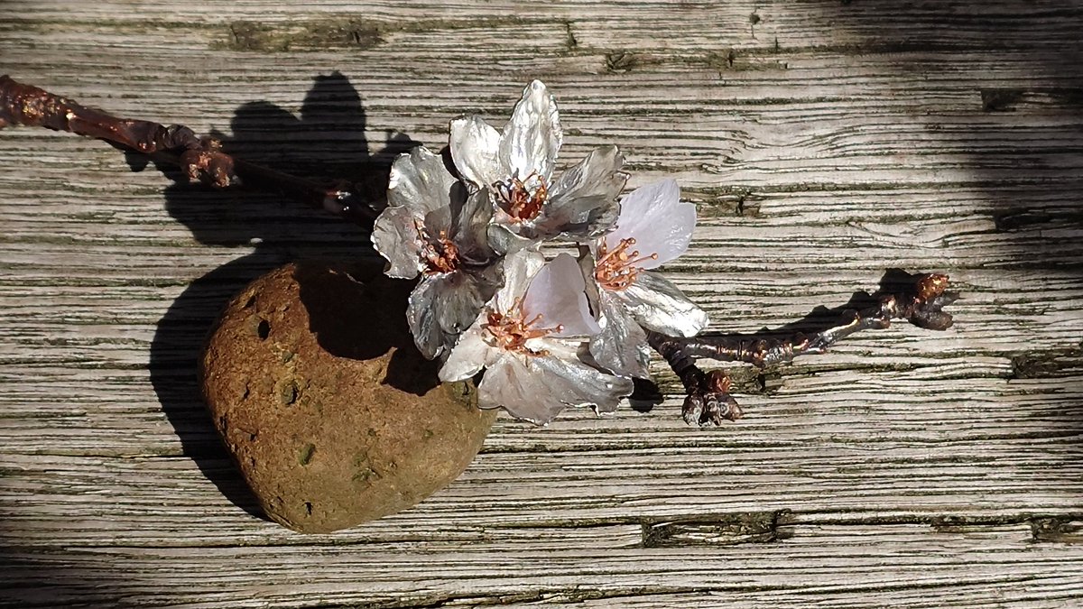 【刻移りの桜】

**花の刻限**を越えて咲き残った桜は、幽き手によってゆっくりと作り変えられて参ります。

薄い花弁は朝日を撥くしろがねに、そして次第に陽光を透かす元の姿に似て。
そんな移ろいを宿した稀有な枝を、手折って参りました。