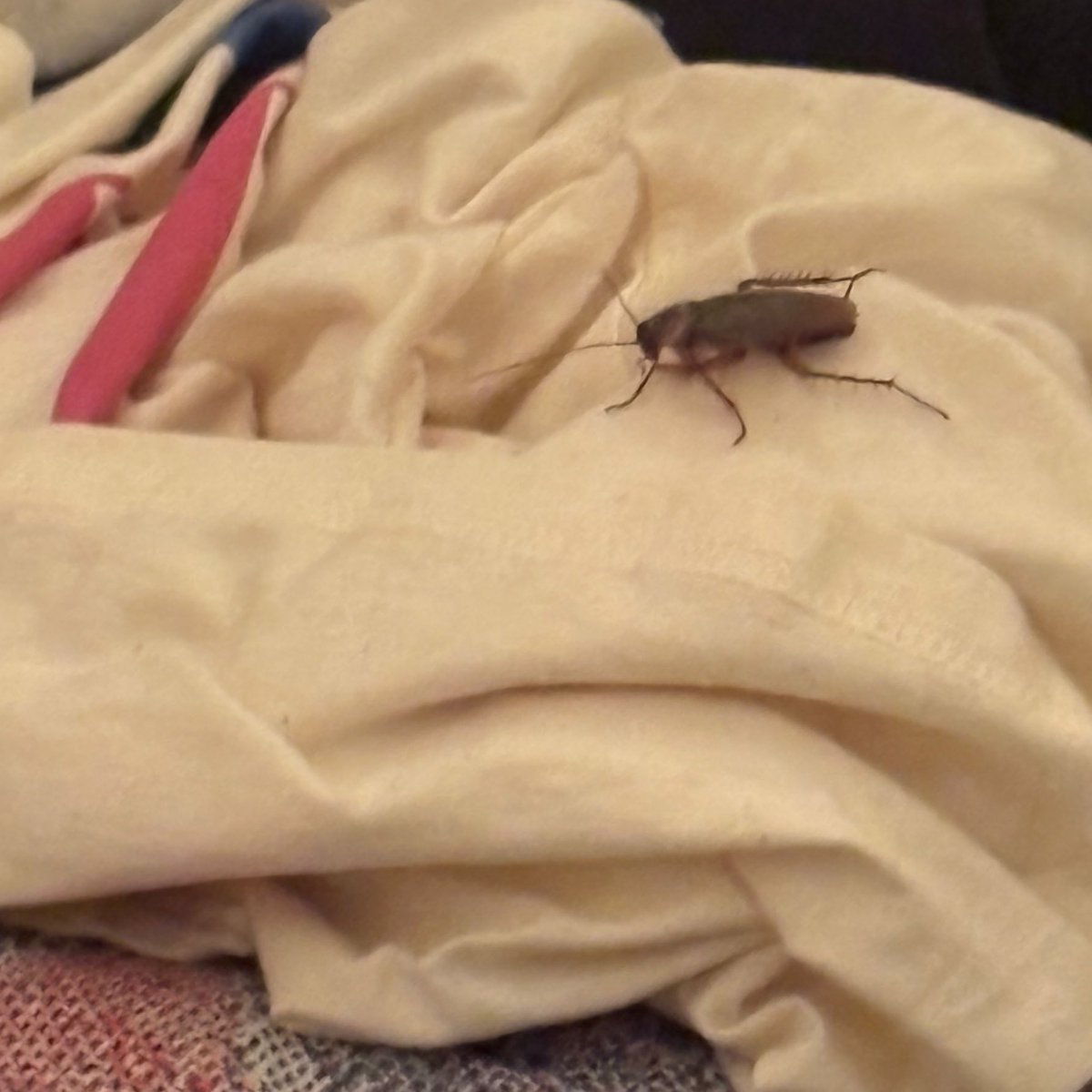 em ⭑.ᐟ 🎱 tweet media