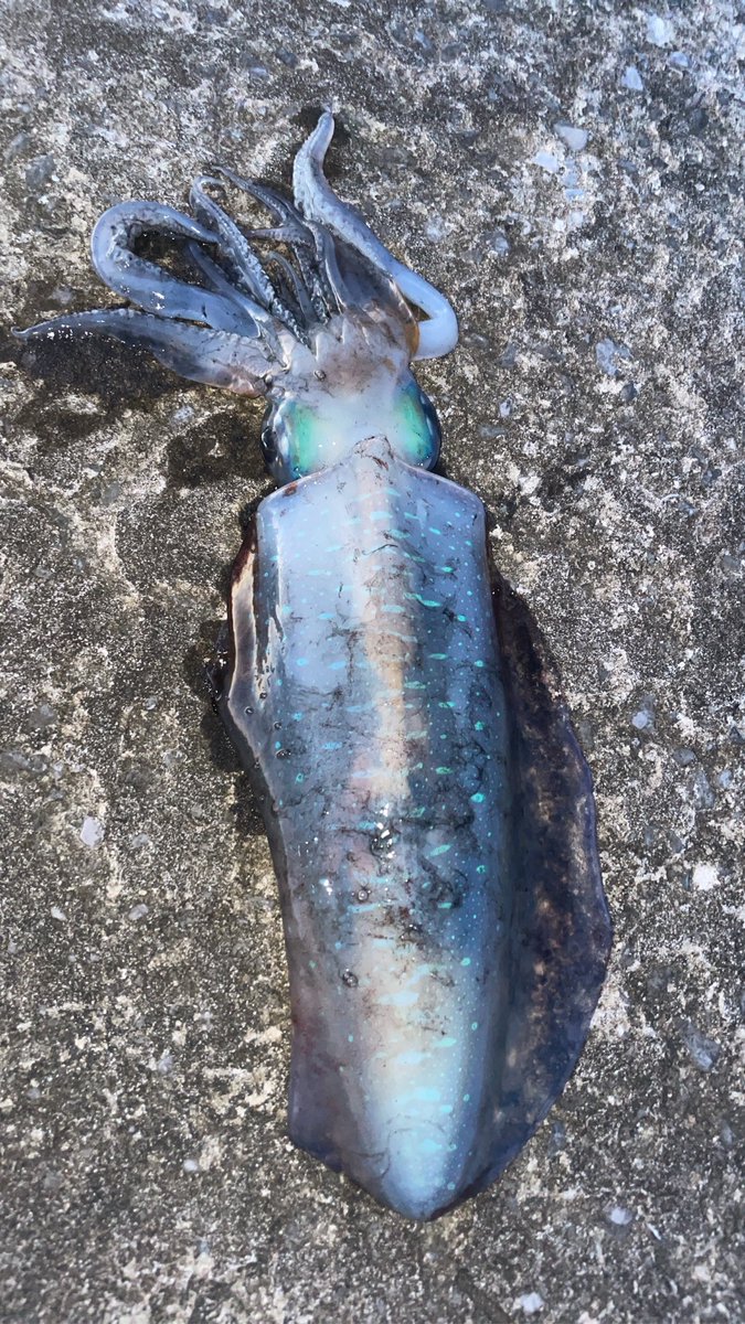 黒猫はち tweet media