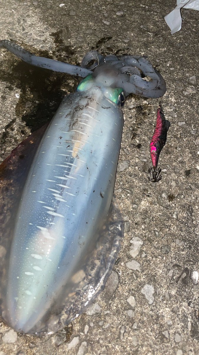 黒猫はち tweet media