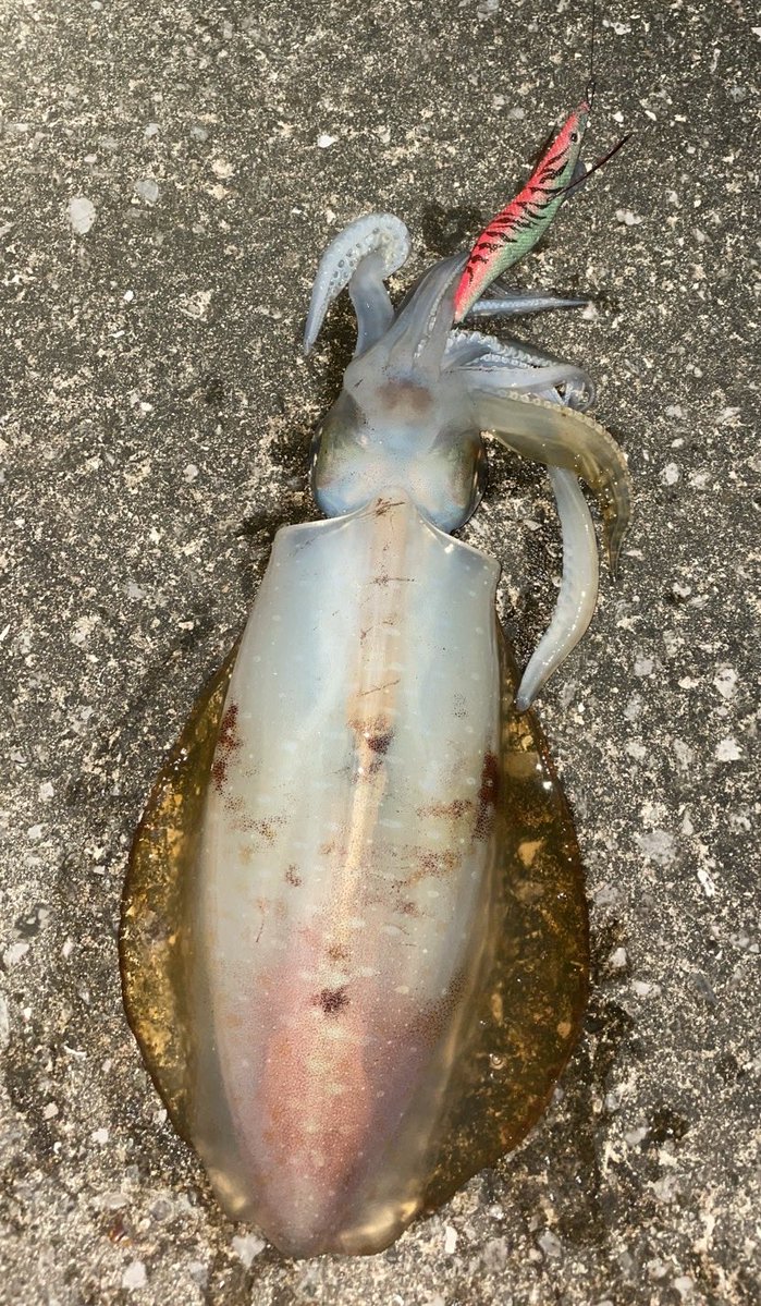 黒猫はち tweet media