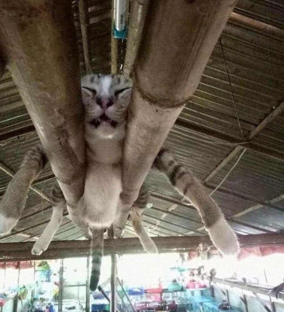 Punch Cat tweet media