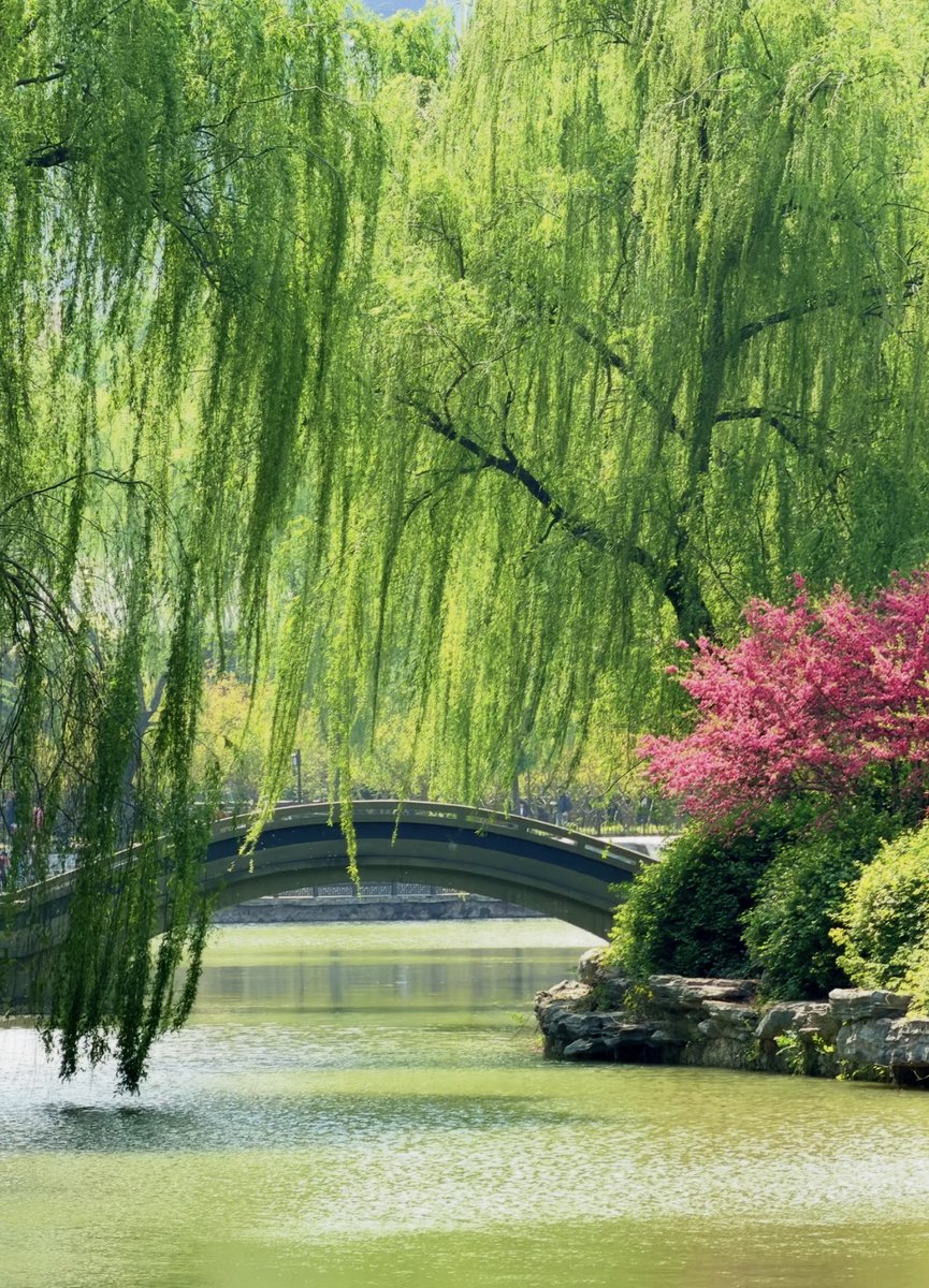 Where_Zhengzhou's tweet image. Good morning 🌿
Spring is whispering in every shade of green—
grow slow, breathe deep, and follow the light. 🌱✨
#GoodMorning #SpringVibes #HelloSpring #Zhengzhou