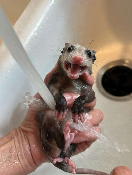 Drev (@dreventhe) on Twitter photo 