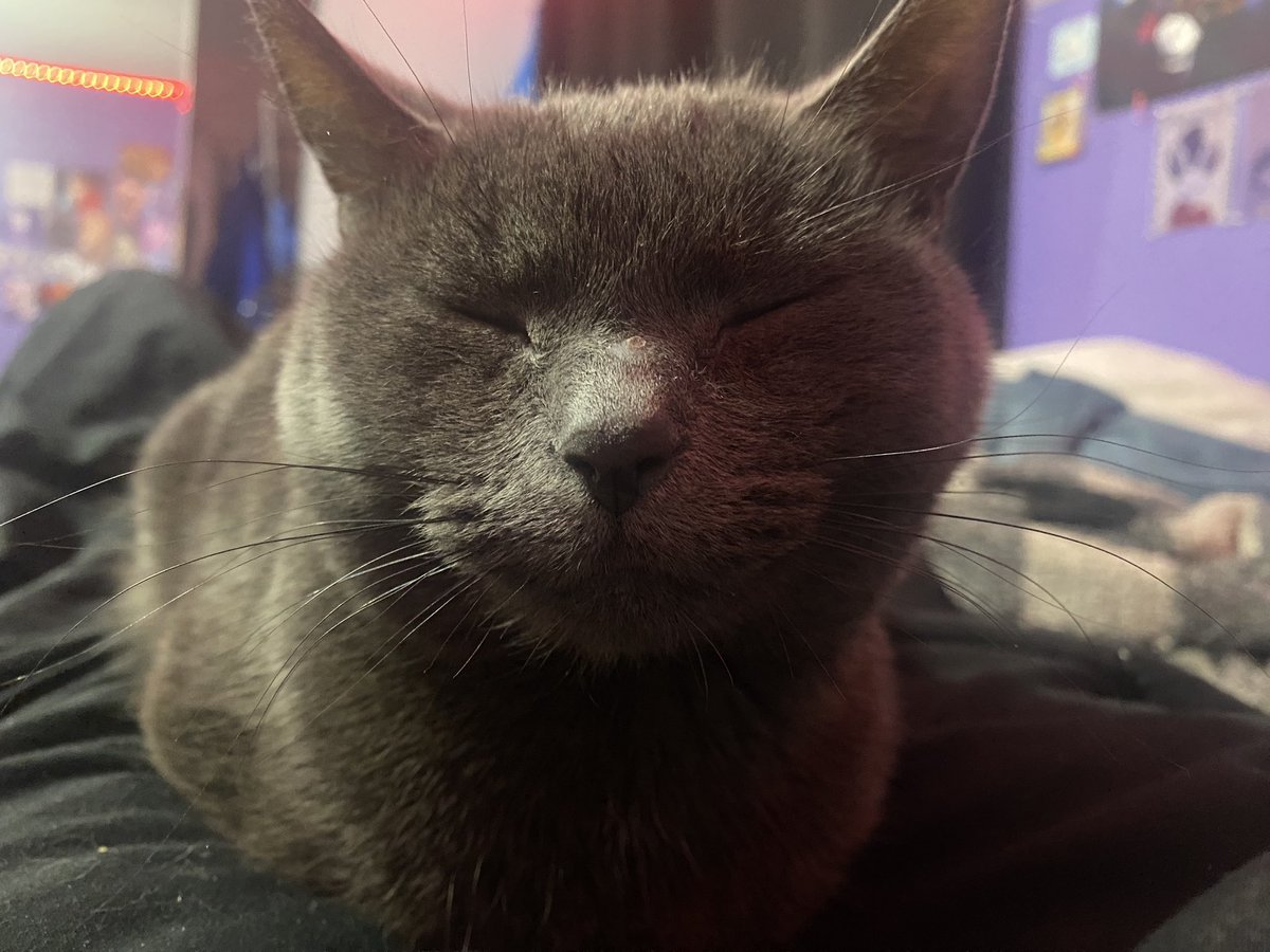 Crumb ! ⭐️🦭 tweet media