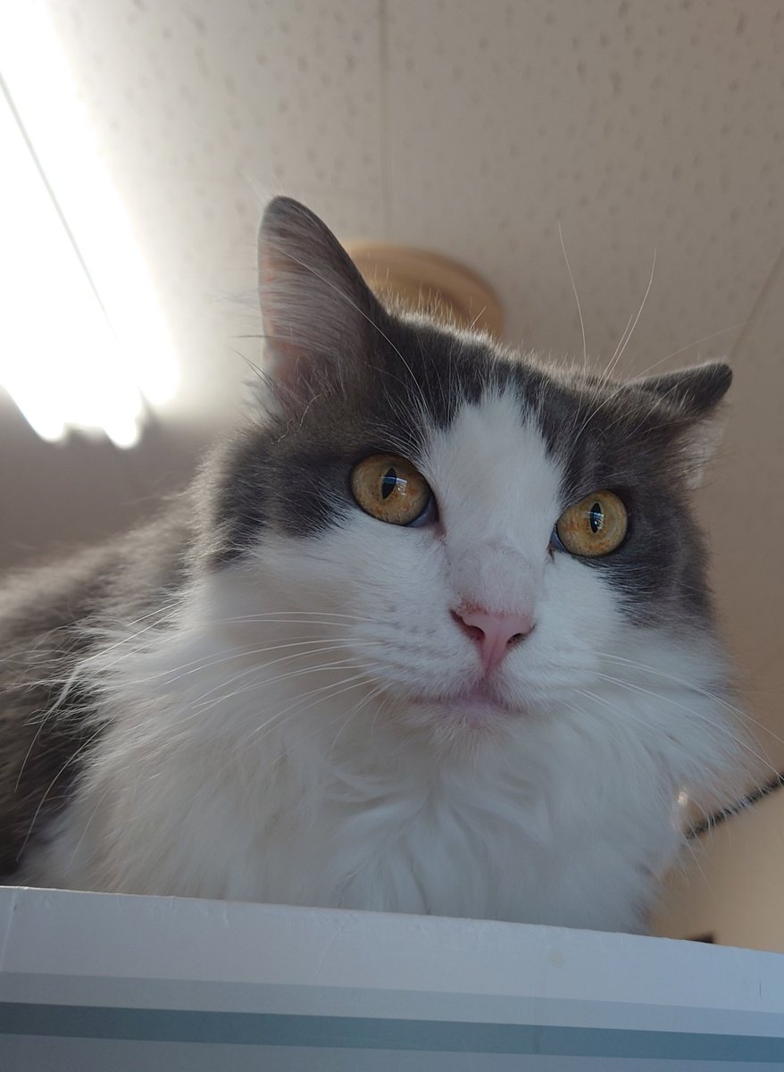 やまぴー tweet media