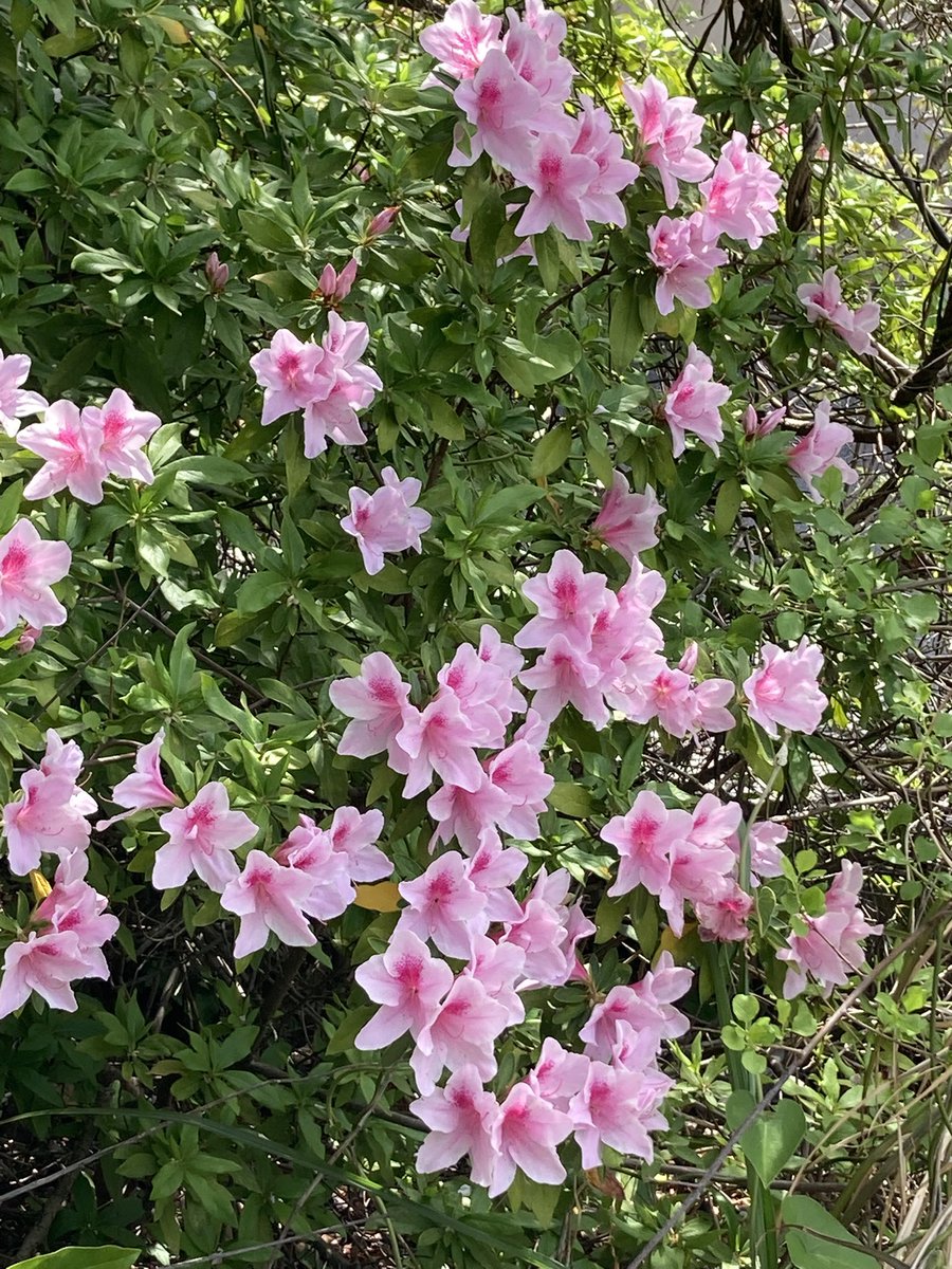 79.6MHz Ciao! FM熱海湯河原【公式】 tweet media