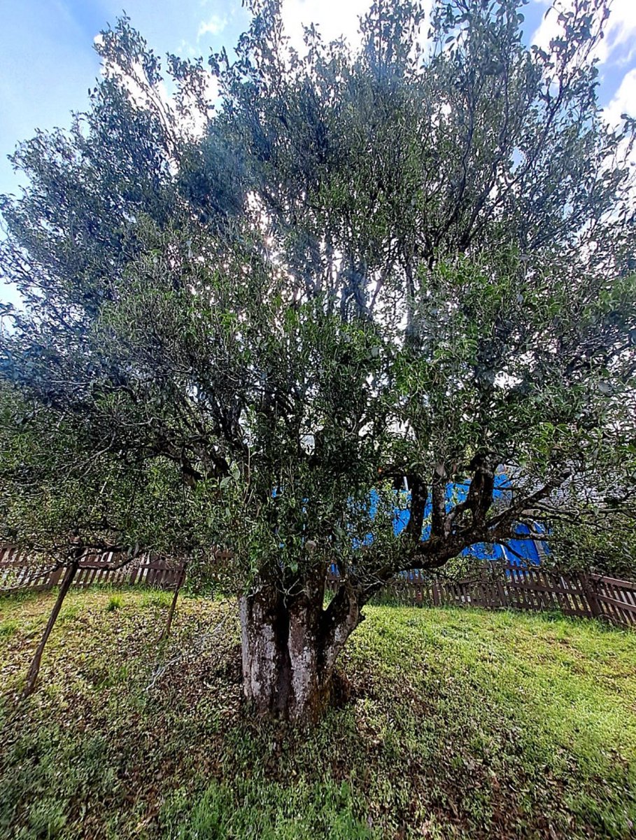 하스타스(까매짐) tweet media