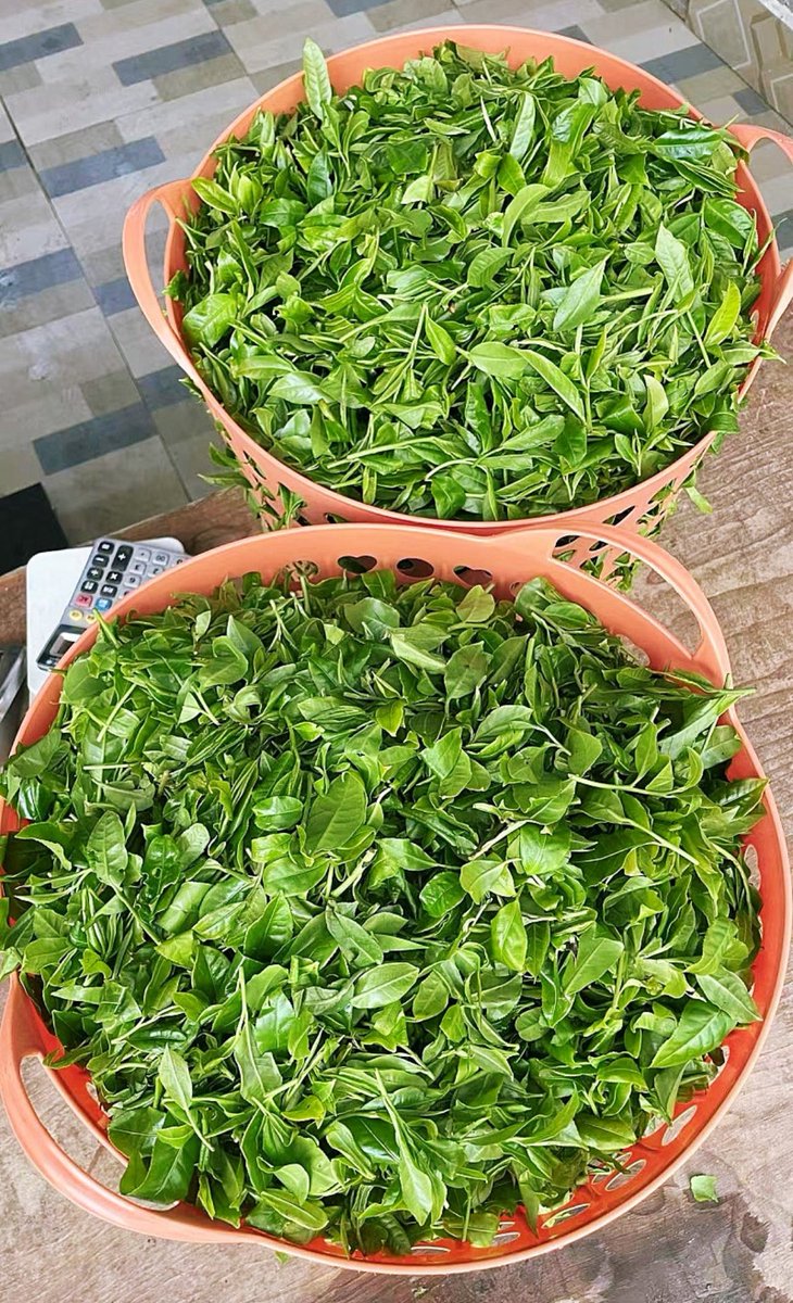 하스타스(까매짐) tweet media