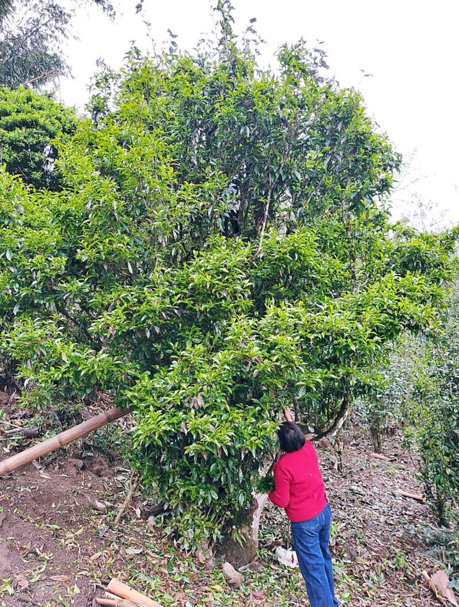 하스타스(까매짐) tweet media