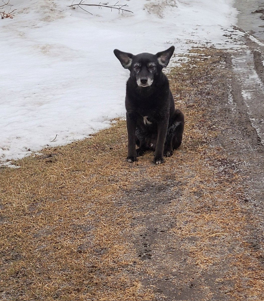 JBMEquiFarms's tweet image. It's a little windy out here this evening 🤣🤣

#manitoba #windy 
#WintervsSpring #Shadow