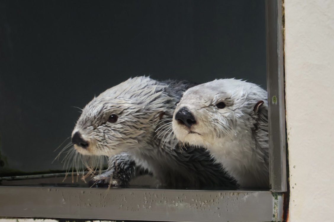 ねこやん🦦ラッコ垢 tweet media