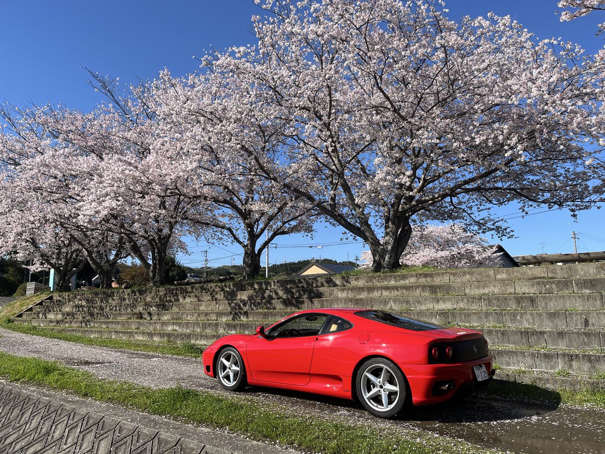 Rexs_rabbit's tweet photo. 年始から始めたハウス5棟のメンテナンスがやっと終わり桜ギリギリ間に合ったので跳ね馬で散歩して来た
風も強いしもう全部散るやろな https://t.co/xtLuGeaaWE