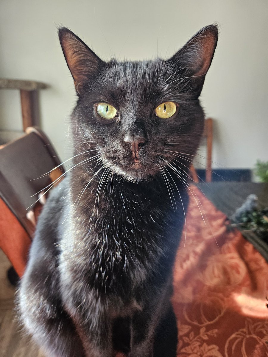 NovaStar616 tweet media