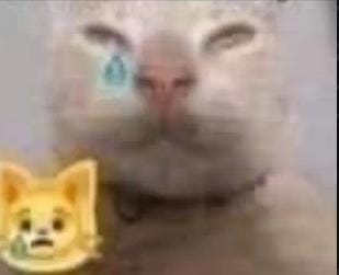 el más que tose tweet media