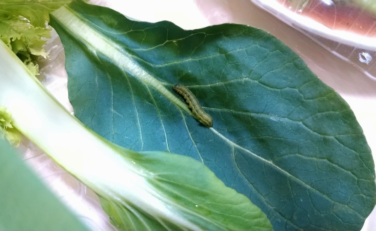 Drum雄大@HEXVOID tweet media