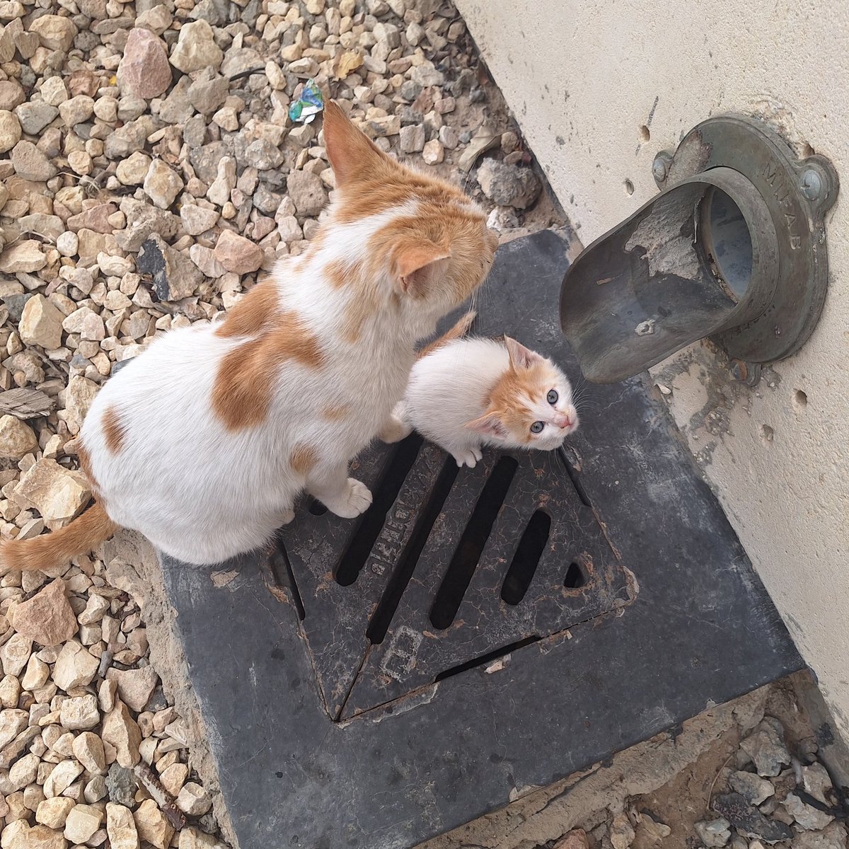 DANAH MOHAMMED tweet media