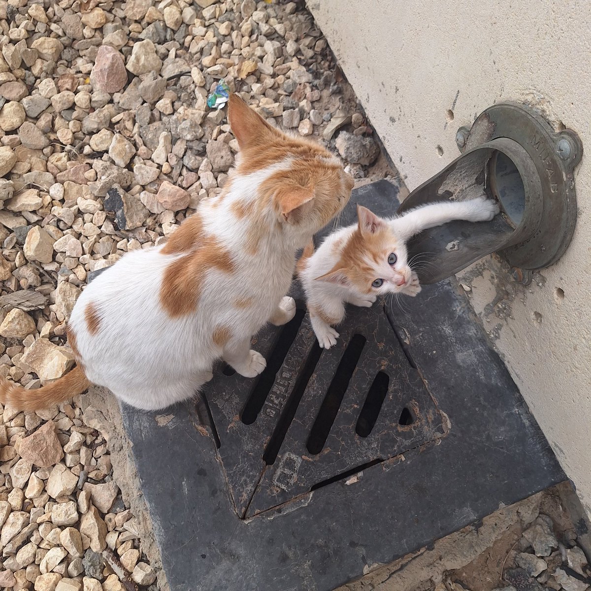 DANAH MOHAMMED tweet media