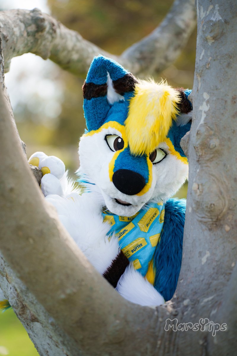 DannoDoggo's tweet photo. He stole all your dog treats
📸 @MarsYips https://t.co/BEkIqoc60O