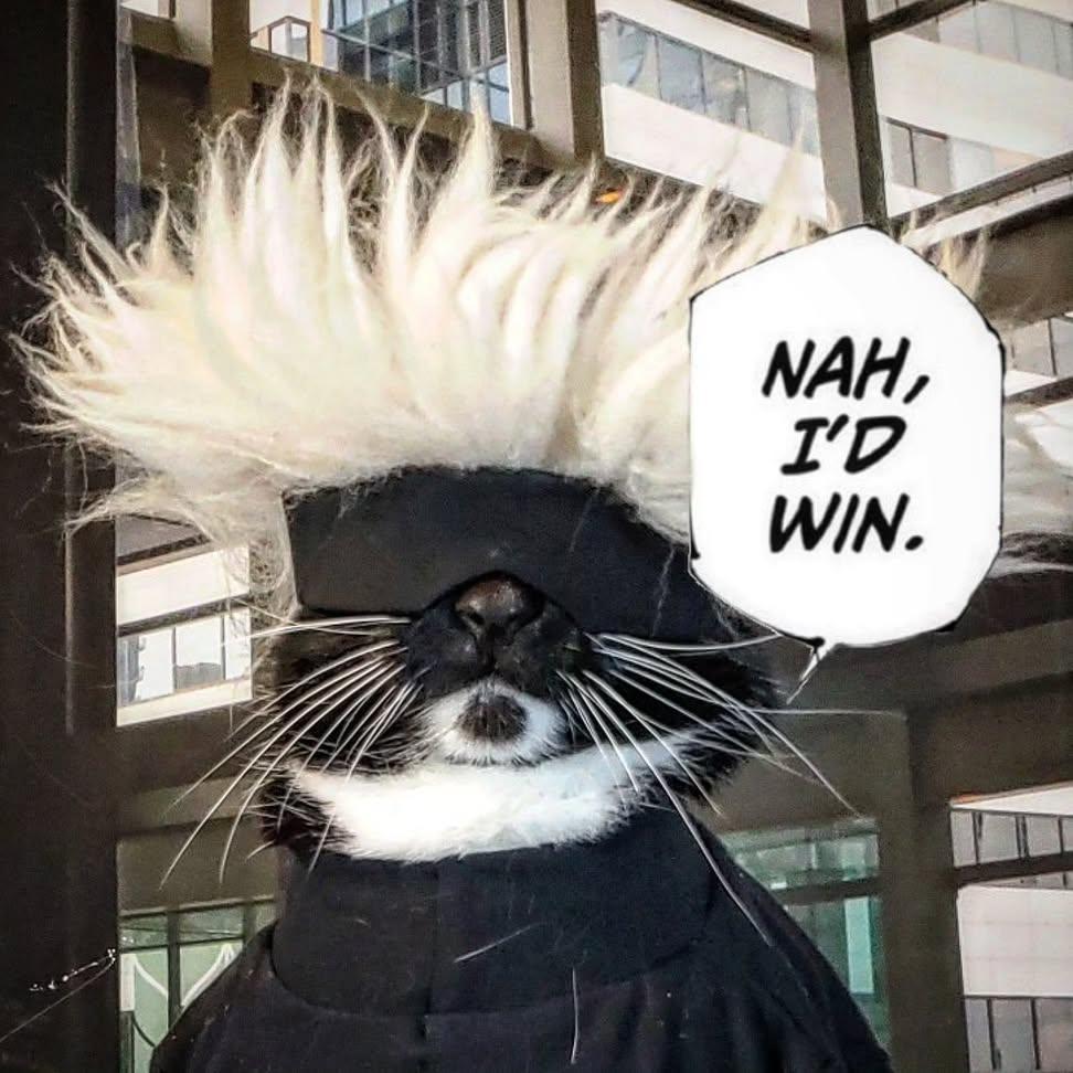 Cat Cosplay tweet media