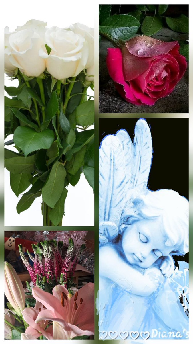 Diana Rodríguez E. tweet media