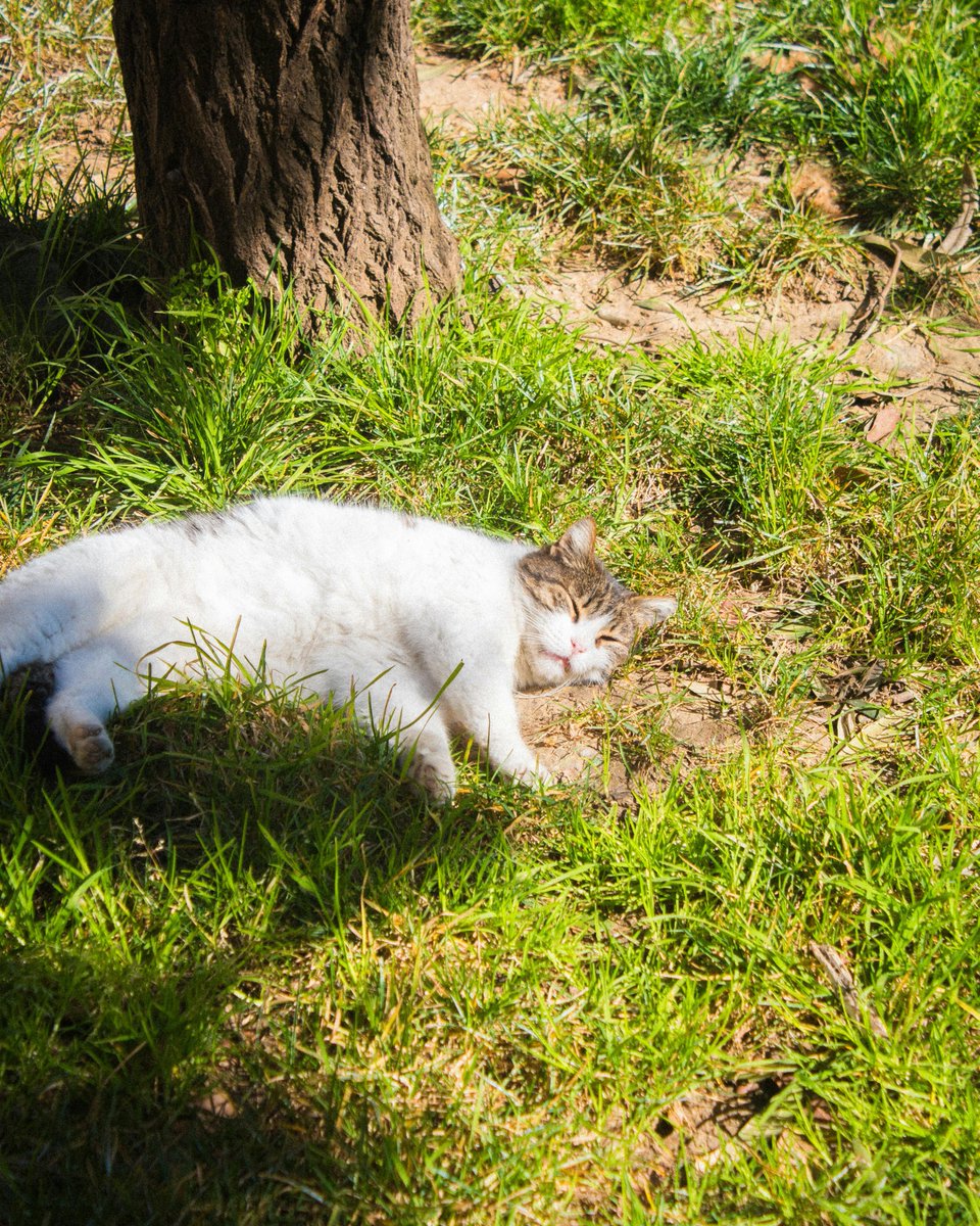 Alice_Vogue's tweet image. #HEALING #CALM #RELAX #PEACE #NO_WAR