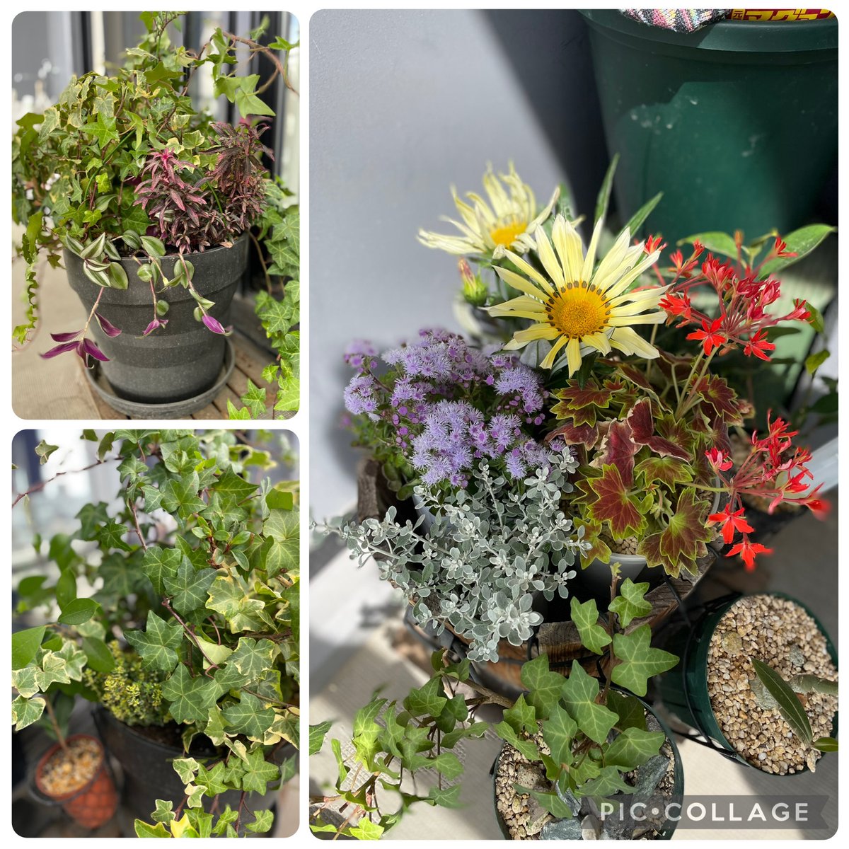 GeorgJr2's tweet photo. 昨日の新メンバー紹介🌷

#ガーデニング
#観葉植物 https://t.co/96KLaHNZAx