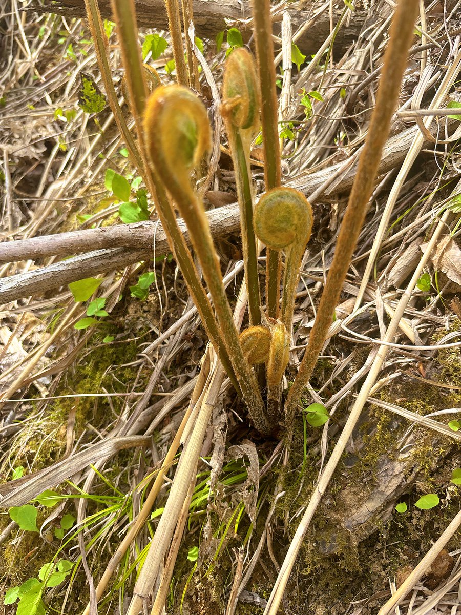 よいどれたくみん🐥 tweet media