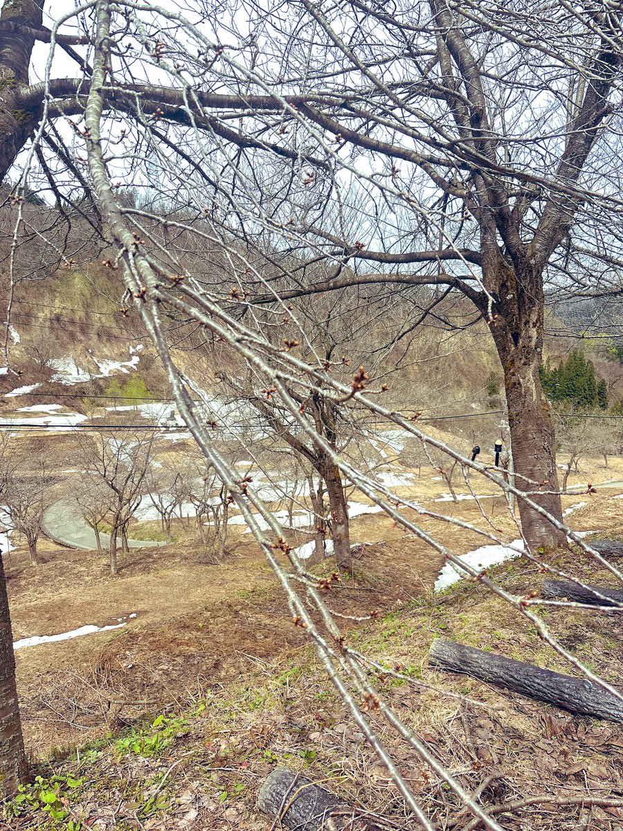 よいどれたくみん🐥 tweet media