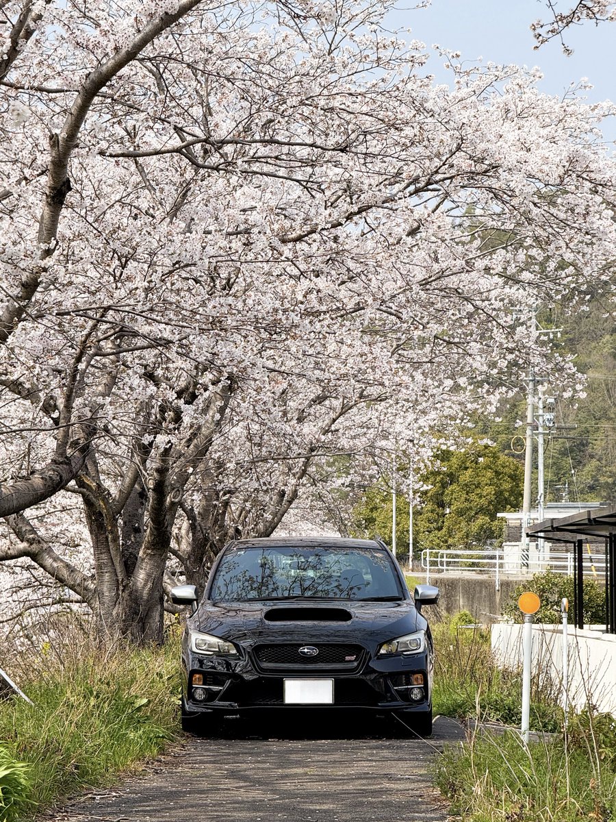 ドンガメ tweet media