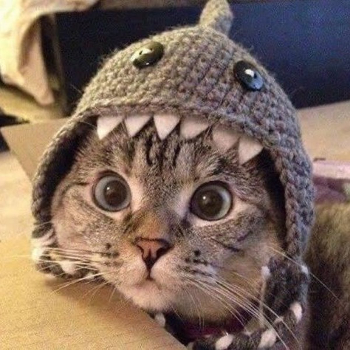 Shark Cat 🦈🐱 tweet media