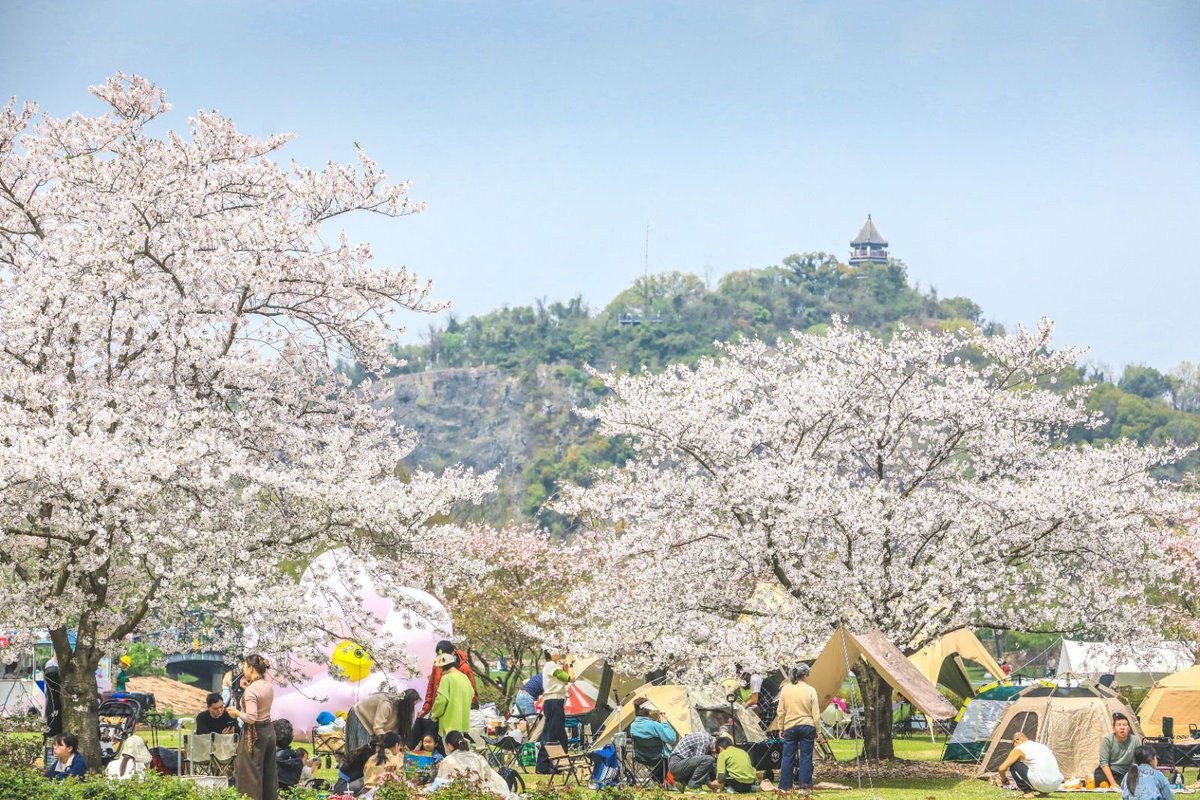GoSongjiang's tweet photo. During the 2026 #QingmingFestival #holiday(4.4-4.6), #Songjiang emerged as an ideal destination for residents and tourists to enjoy #springoutings. The district received a cumulative total of 651,900 visitors during the holiday, marking a 9% year-on-year increase. https://t.co/GSHXLYurTD