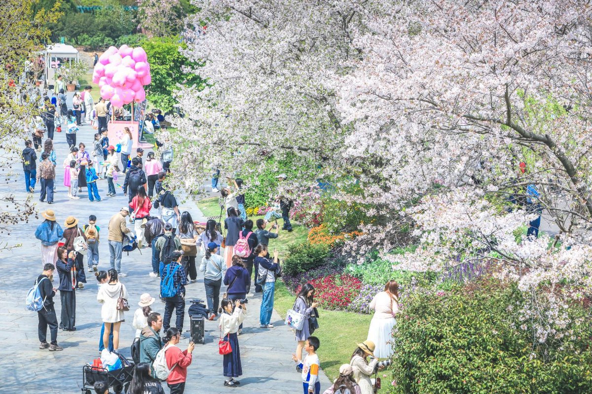 GoSongjiang's tweet photo. During the 2026 #QingmingFestival #holiday(4.4-4.6), #Songjiang emerged as an ideal destination for residents and tourists to enjoy #springoutings. The district received a cumulative total of 651,900 visitors during the holiday, marking a 9% year-on-year increase. https://t.co/GSHXLYurTD